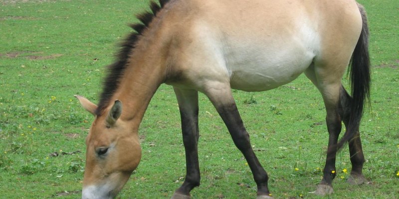 Výlet za koněm Převalského