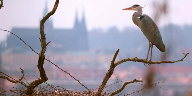 Planeta Praha - Urban Jungle